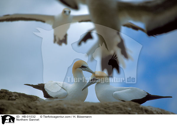 Northern Gannet / HB-01032