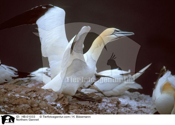 Basstlpel / Northern Gannet / HB-01033