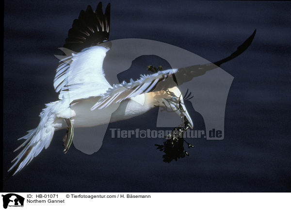 Basstlpel / Northern Gannet / HB-01071