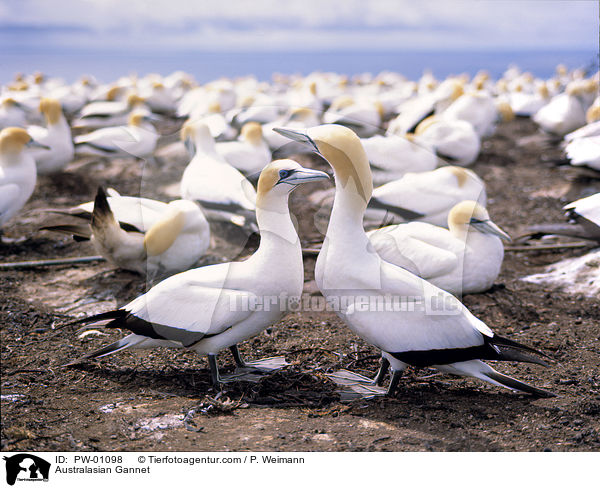 Australasian Gannet / PW-01098