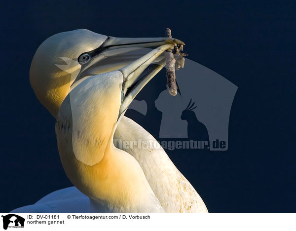 Basstlpel / northern gannet / DV-01181