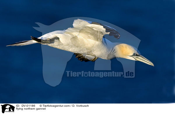 Basstlpel im Flug / flying northern gannet / DV-01186
