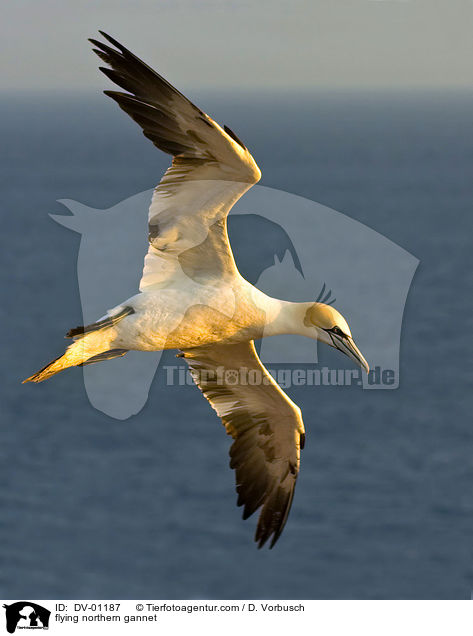 Basstlpel im Flug / flying northern gannet / DV-01187