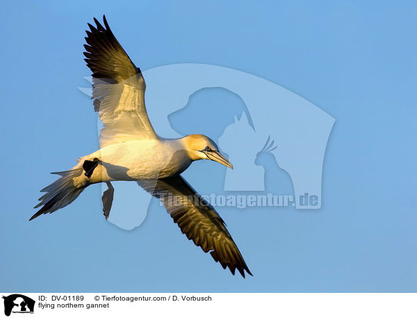 Basstlpel im Flug / flying northern gannet / DV-01189