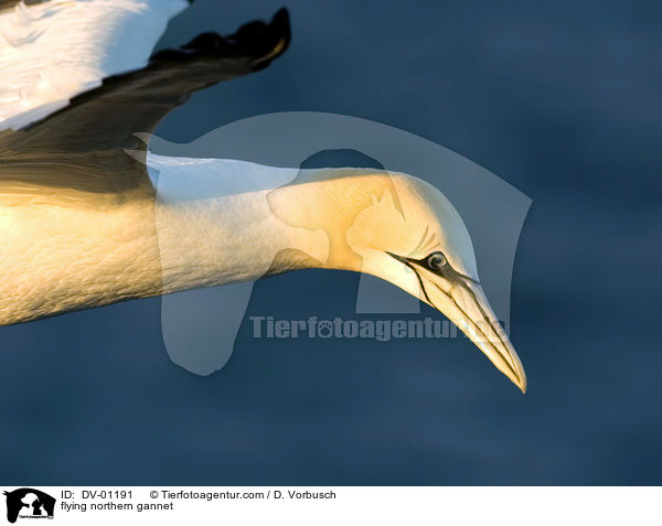 Basstlpel im Flug / flying northern gannet / DV-01191