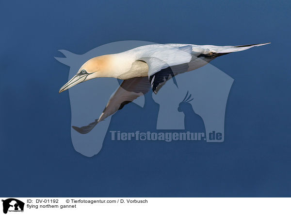 Basstlpel im Flug / flying northern gannet / DV-01192