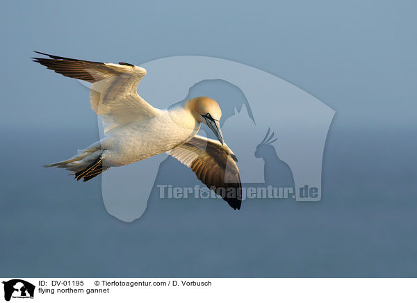 Basstlpel im Flug / flying northern gannet / DV-01195