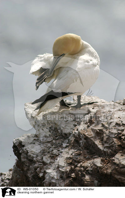 putzender Basstlpel / cleaning northern gannet / WS-01050