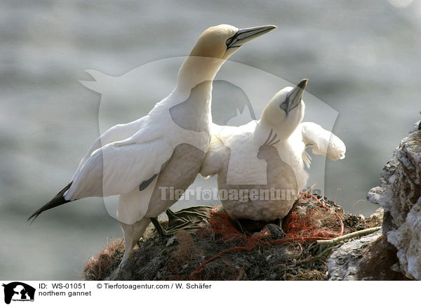 Basstlpel / northern gannet / WS-01051