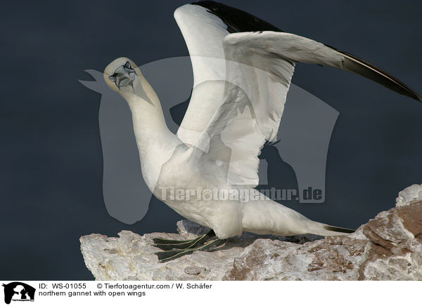 Basstlpel mit offenen Flgeln / northern gannet with open wings / WS-01055