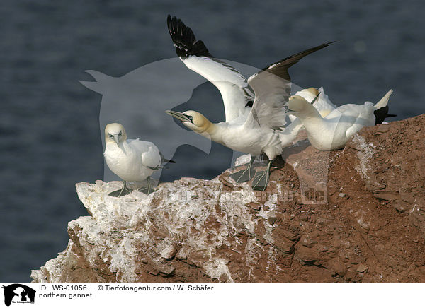 Basstoelpel / northern gannet / WS-01056