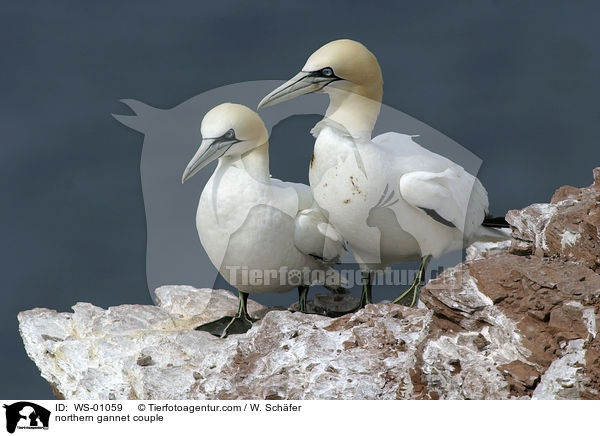 Basstlpelprchen / northern gannet couple / WS-01059