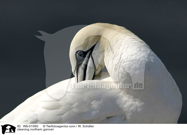 putzender Basstlpel / cleaning northern gannet / WS-01060