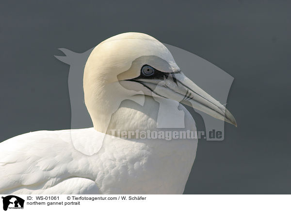 Basstlpel im Portrait / northern gannet portrait / WS-01061