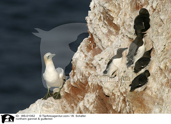 Basstlpel und Trottellummen / northern gannet & guillemot / WS-01062