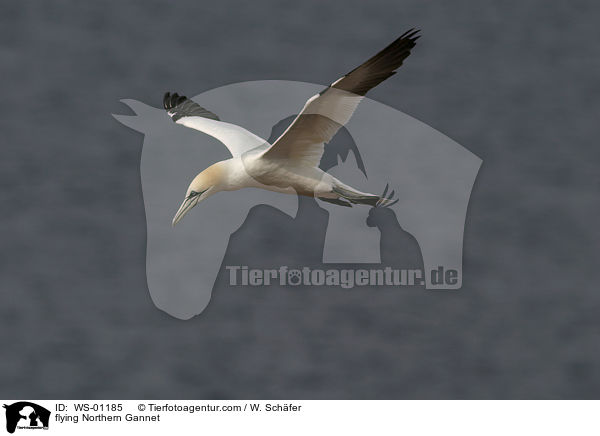 Basstlpel im Flug / flying Northern Gannet / WS-01185