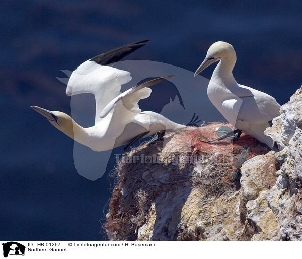 Basstlpel / Northern Gannet / HB-01267