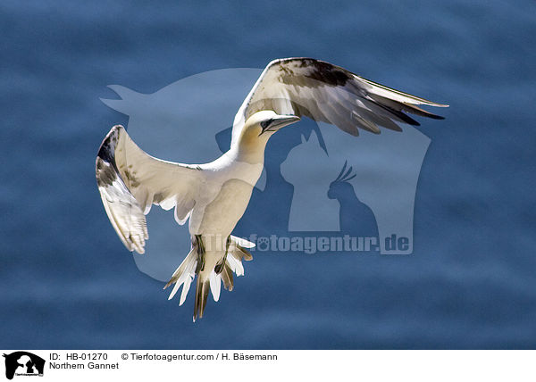 Northern Gannet / HB-01270