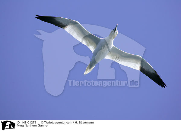 fliegender Basstlpel / flying Northern Gannet / HB-01273