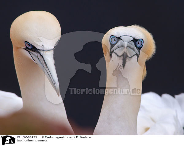 zwei Basstlpel / two northern gannets / DV-01435