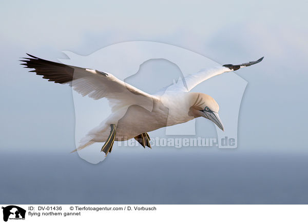 fliegender Basstlpel / flying northern gannet / DV-01436
