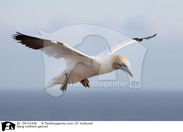 flying northern gannet / DV-01436