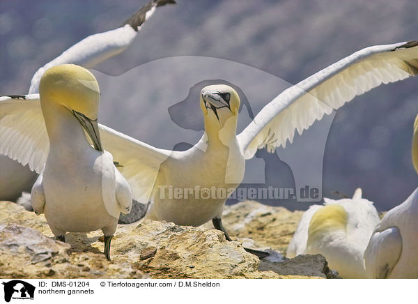 Basstlpel / northern gannets / DMS-01204
