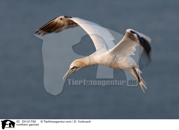 northern gannet / DV-01780
