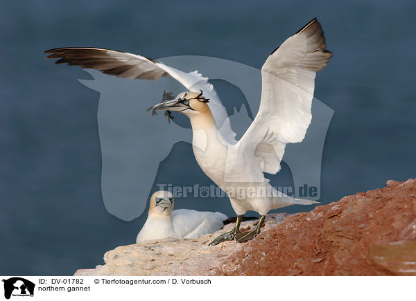 Basstlpel / northern gannet / DV-01782