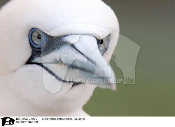 Ba�t�lpel / northern gannet / MAZ-01999