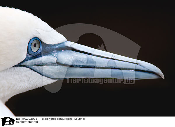 Batlpel / northern gannet / MAZ-02003