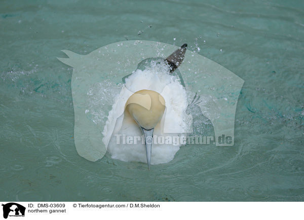 Basstlpel / northern gannet / DMS-03609