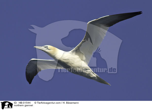 Basst�lpel / northern gannet / HB-01544
