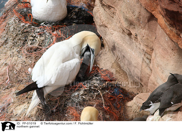 Batlpel / northern gannet / FF-01019