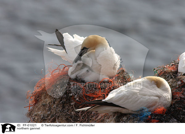 Batlpel / northern gannet / FF-01021