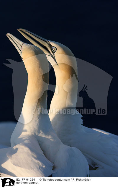 Batlpel / northern gannet / FF-01024