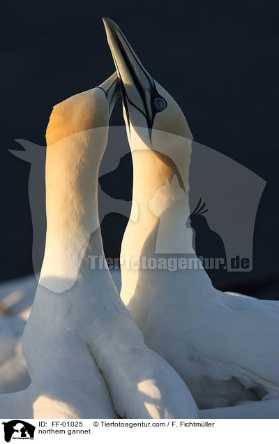 Batlpel / northern gannet / FF-01025