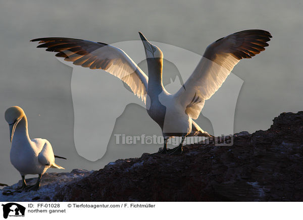 Batlpel / northern gannet / FF-01028