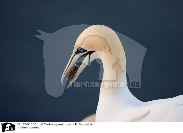 Batlpel / northern gannet / FF-01050