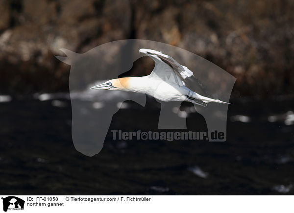 Batlpel / northern gannet / FF-01058