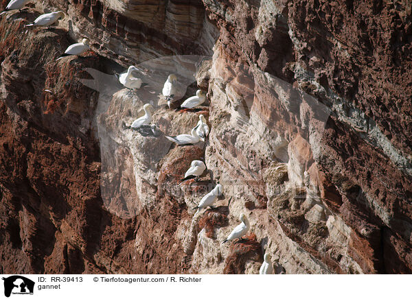 Basstlpel / gannet / RR-39413