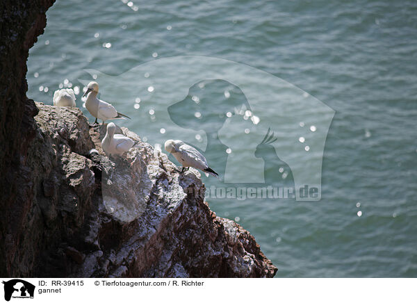 Basstlpel / gannet / RR-39415