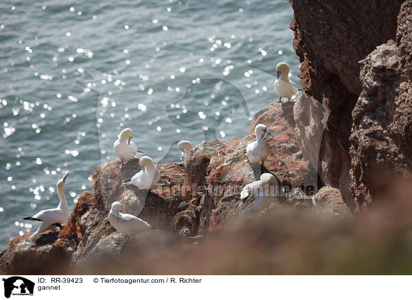 Basstlpel / gannet / RR-39423