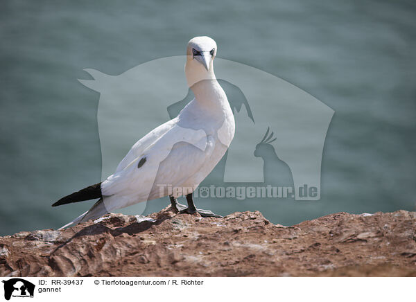 gannet / RR-39437