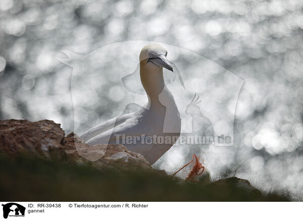 gannet / RR-39438