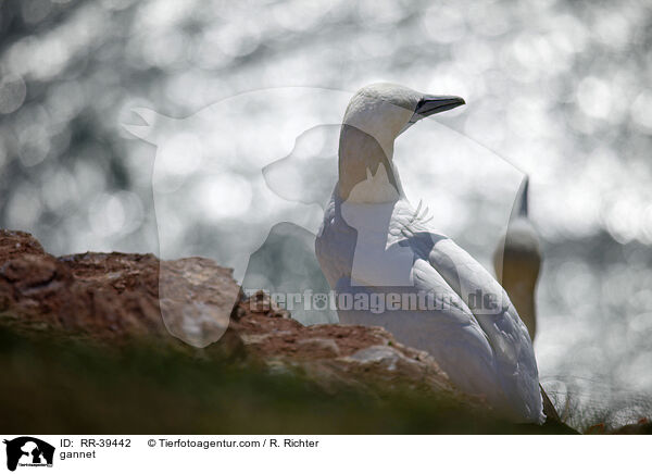 Basstlpel / gannet / RR-39442