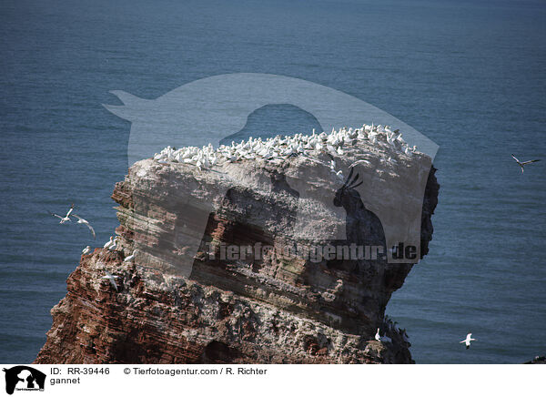 gannet / RR-39446