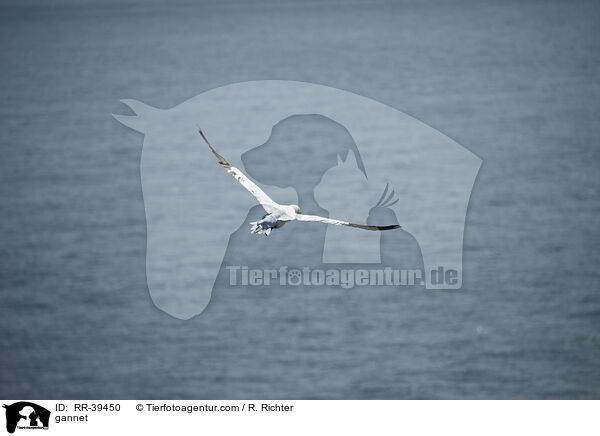 Basstlpel / gannet / RR-39450