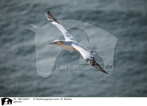 Basstlpel / gannet / RR-39451