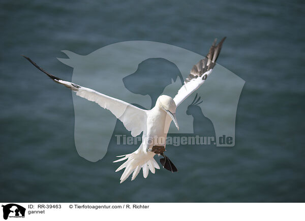 Basstlpel / gannet / RR-39463